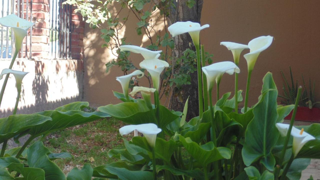 Casa Calas *