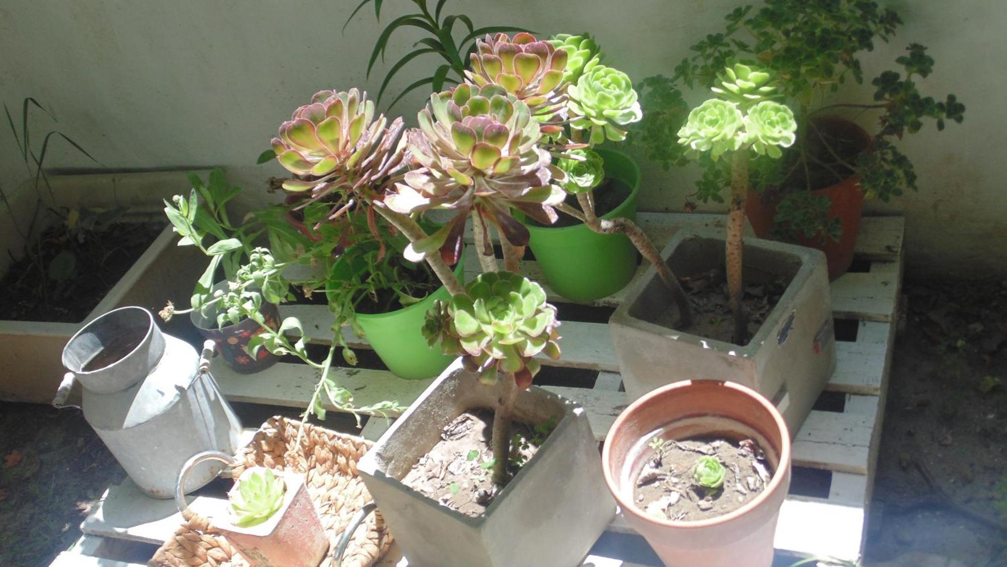 Casa Calas *